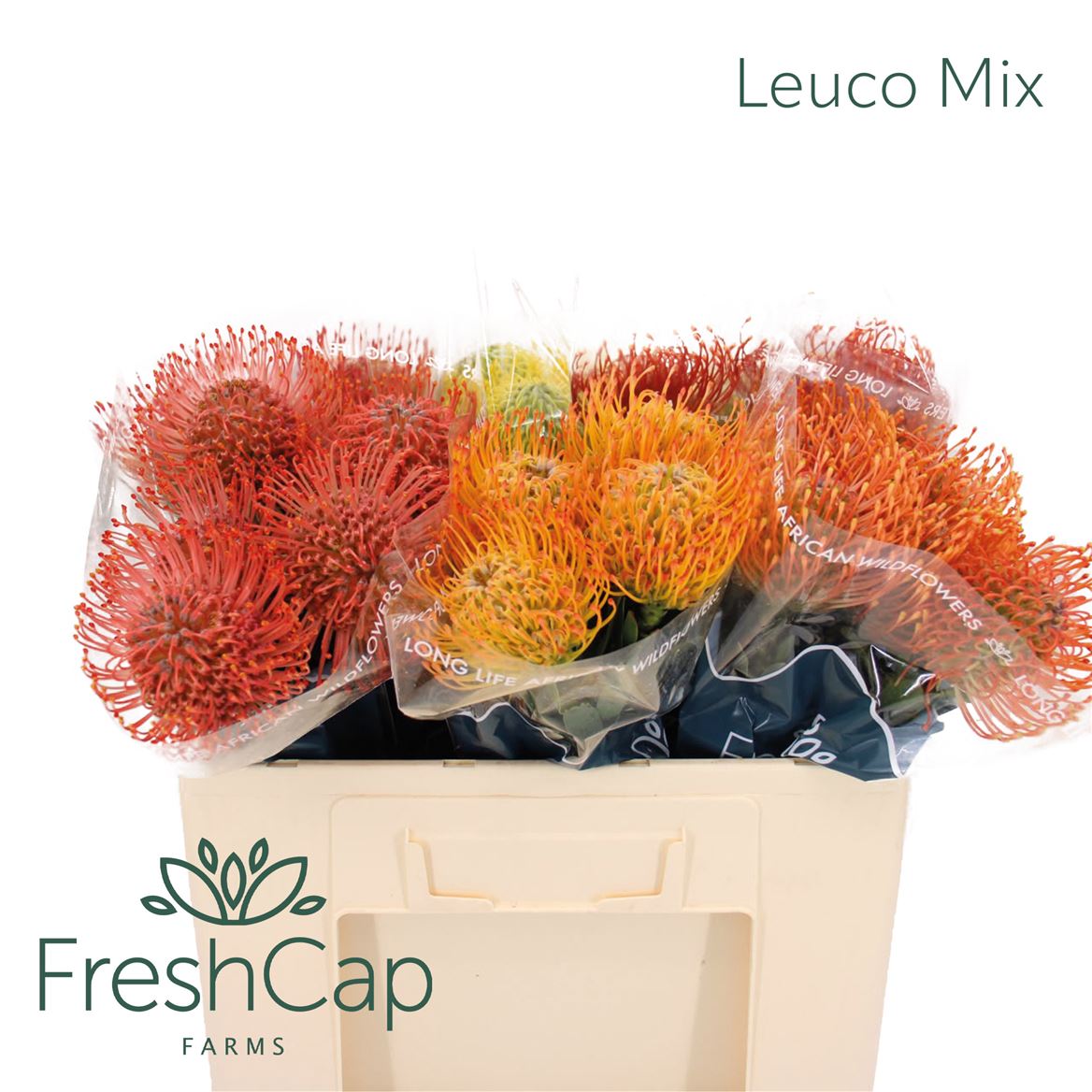 Leucospernum 50cm