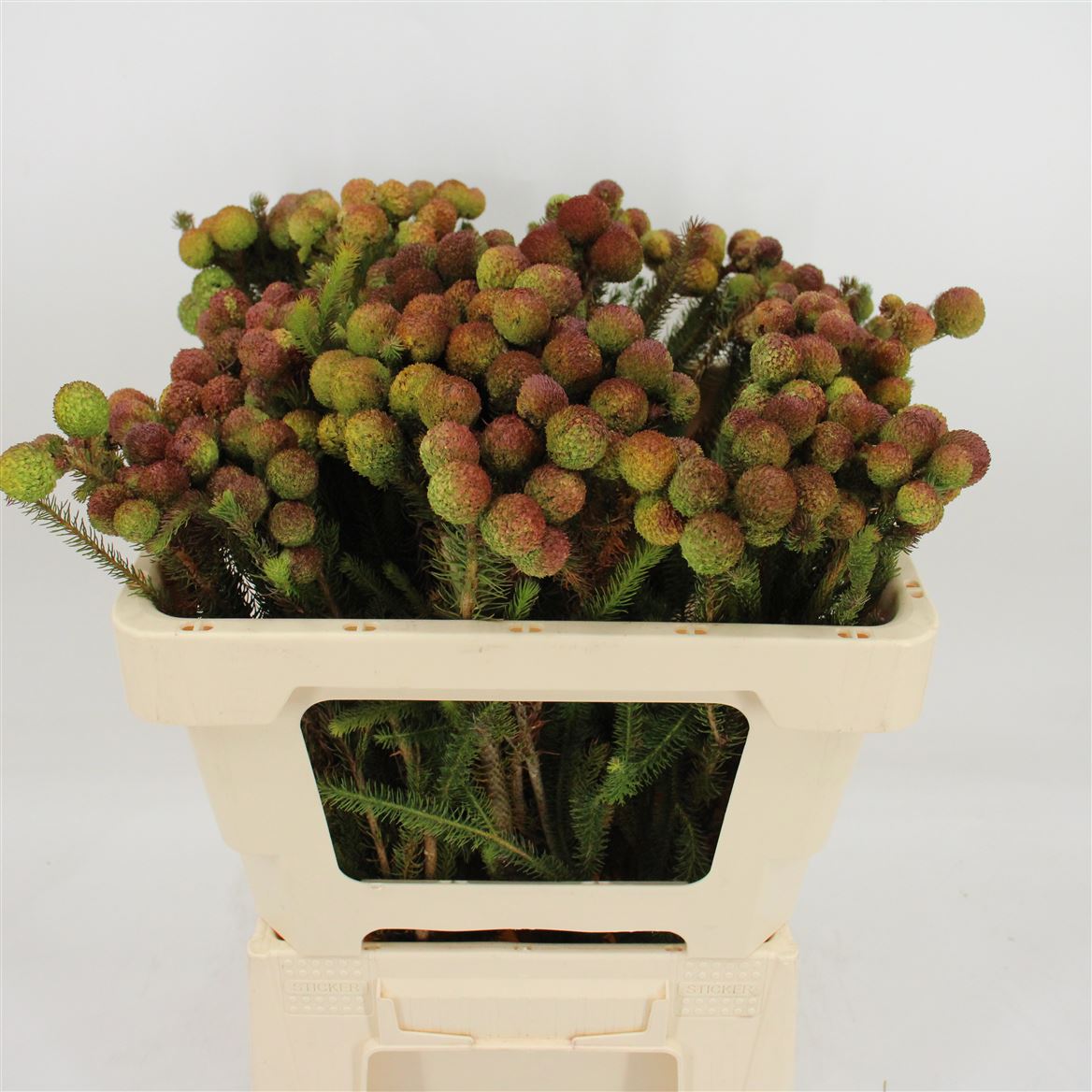 Berzelia Galpinii 50cm