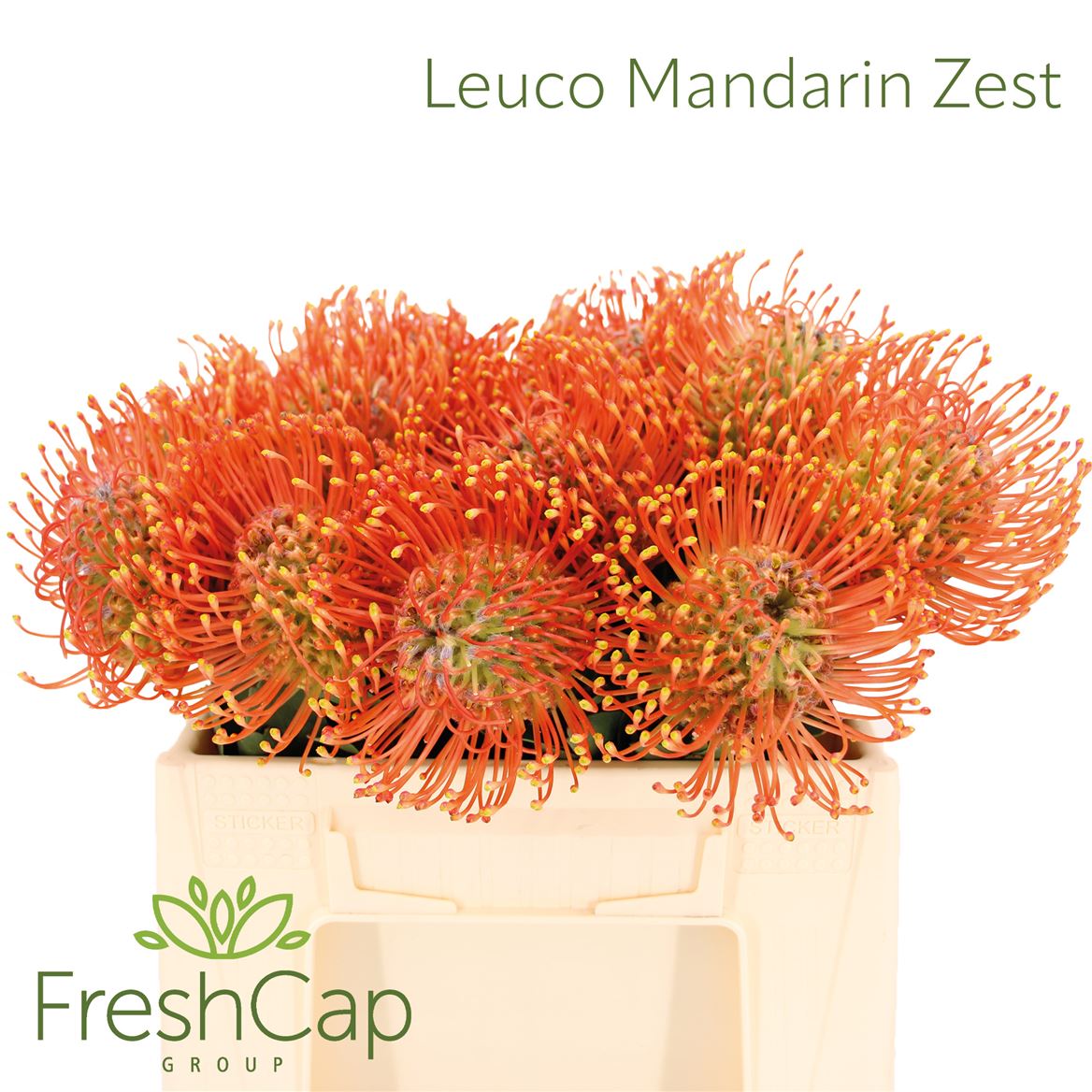 Leucospermum Ayoba Mandarin Zest 40cm