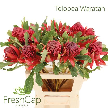 Telopea Sp Waratah