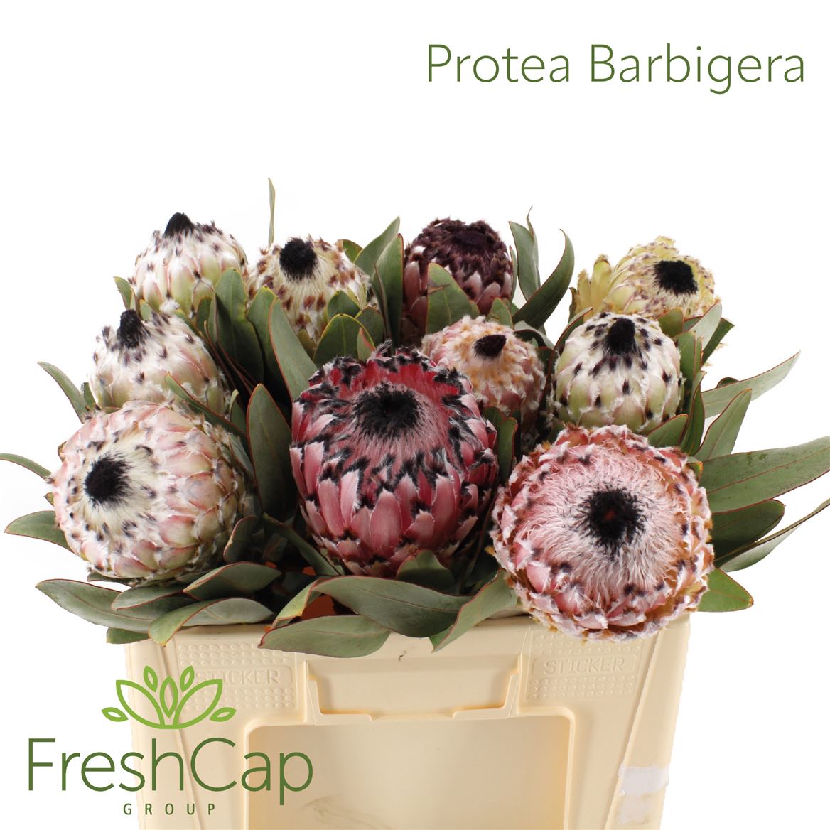 Protea Barbigera 50cm