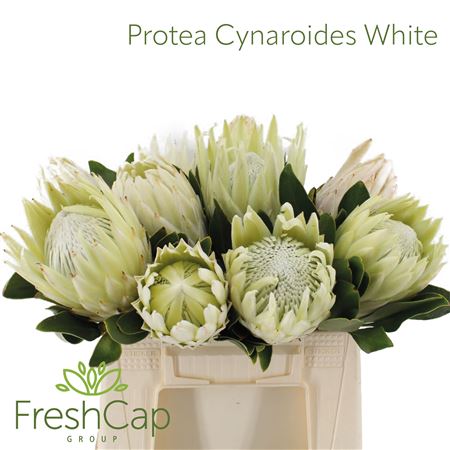 Protea Cy Full Moon