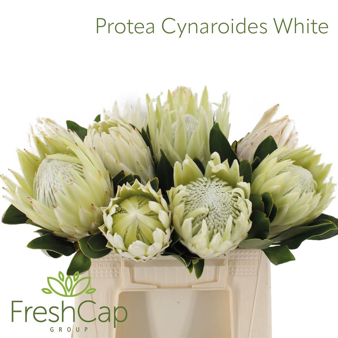 Protea Cynaroides Full Moon 40cm