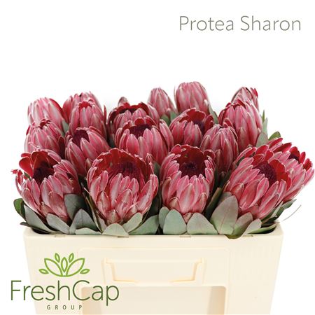 Protea Sylvia