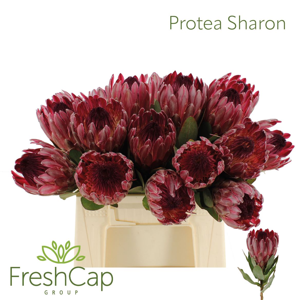 Protea Silvia 40cm