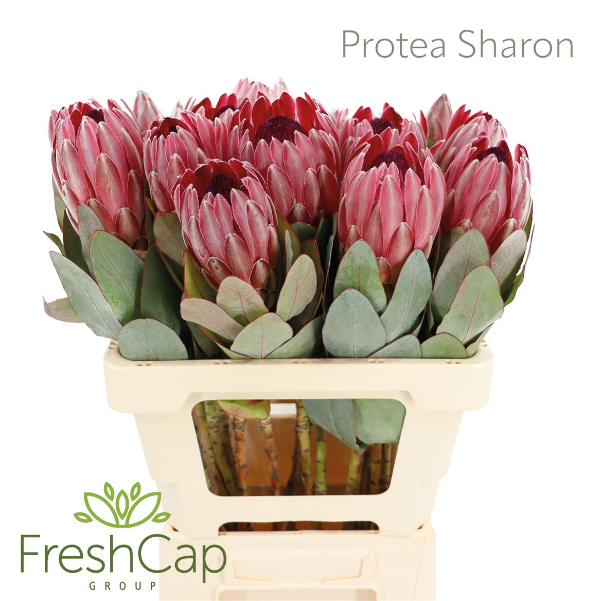 Protea Silvia 60cm