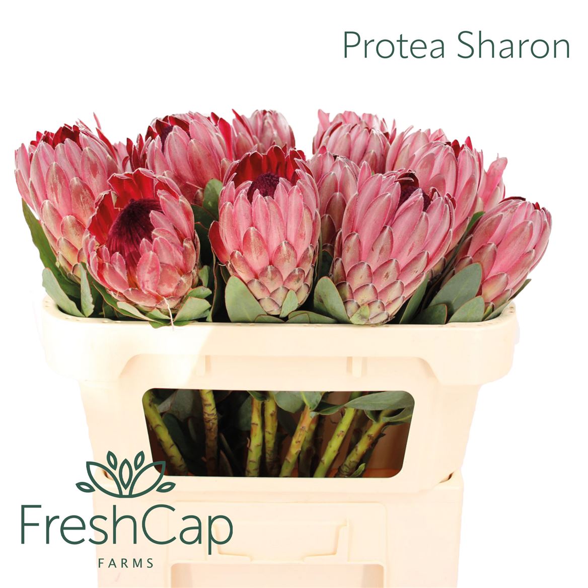 Protea Sylvia 70cm
