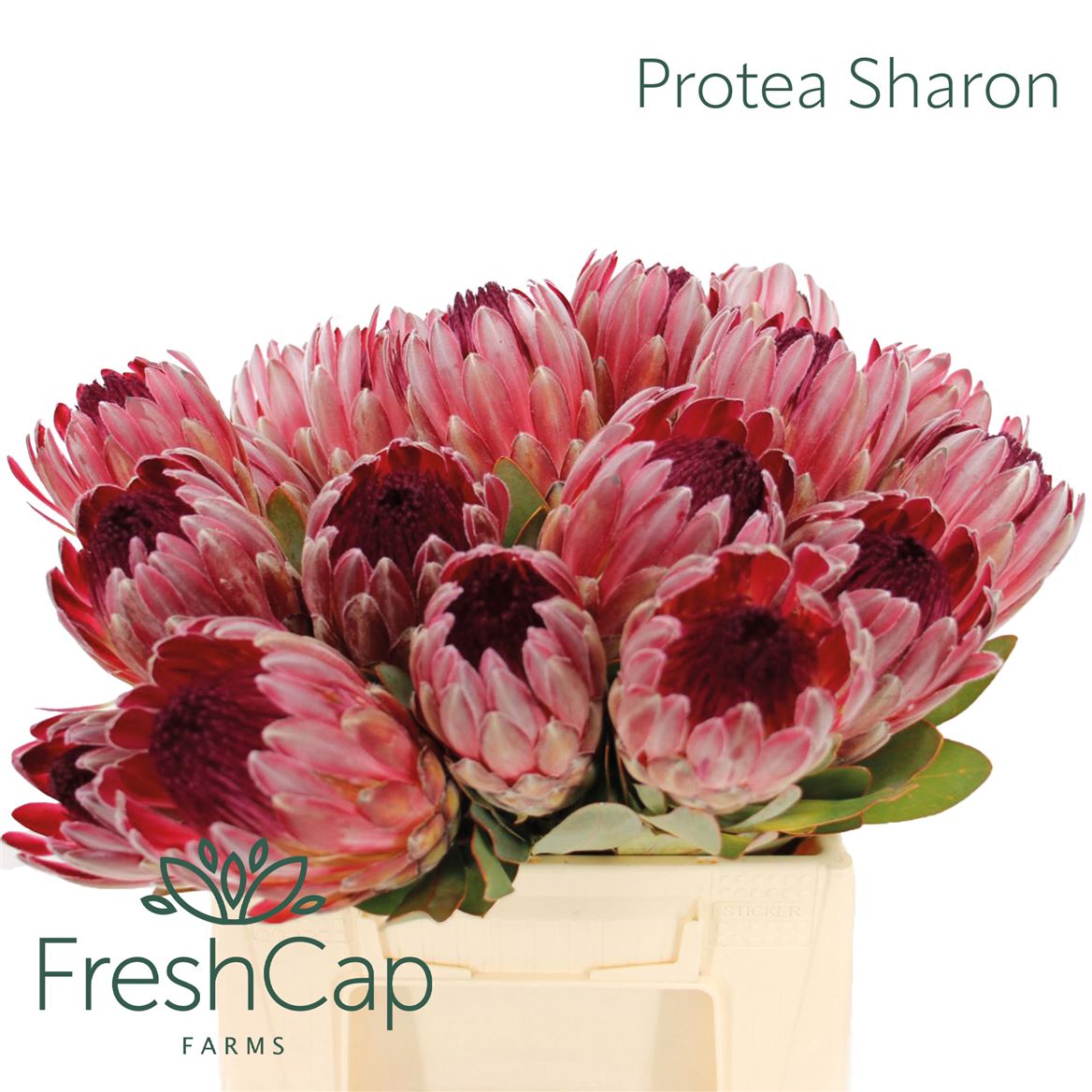 Protea Silvia 40cm
