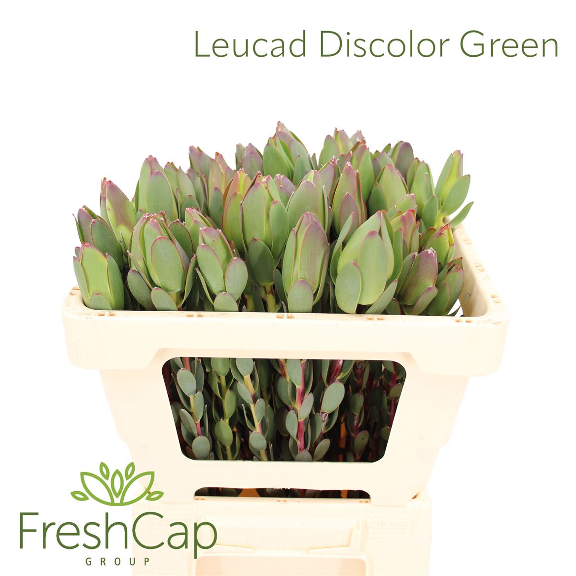 Leucadendron Discolor 50cm