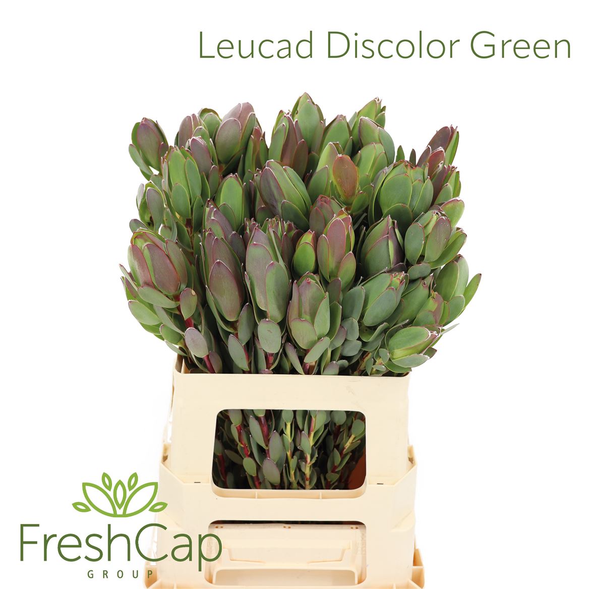 Leucadendron Discolor 60cm