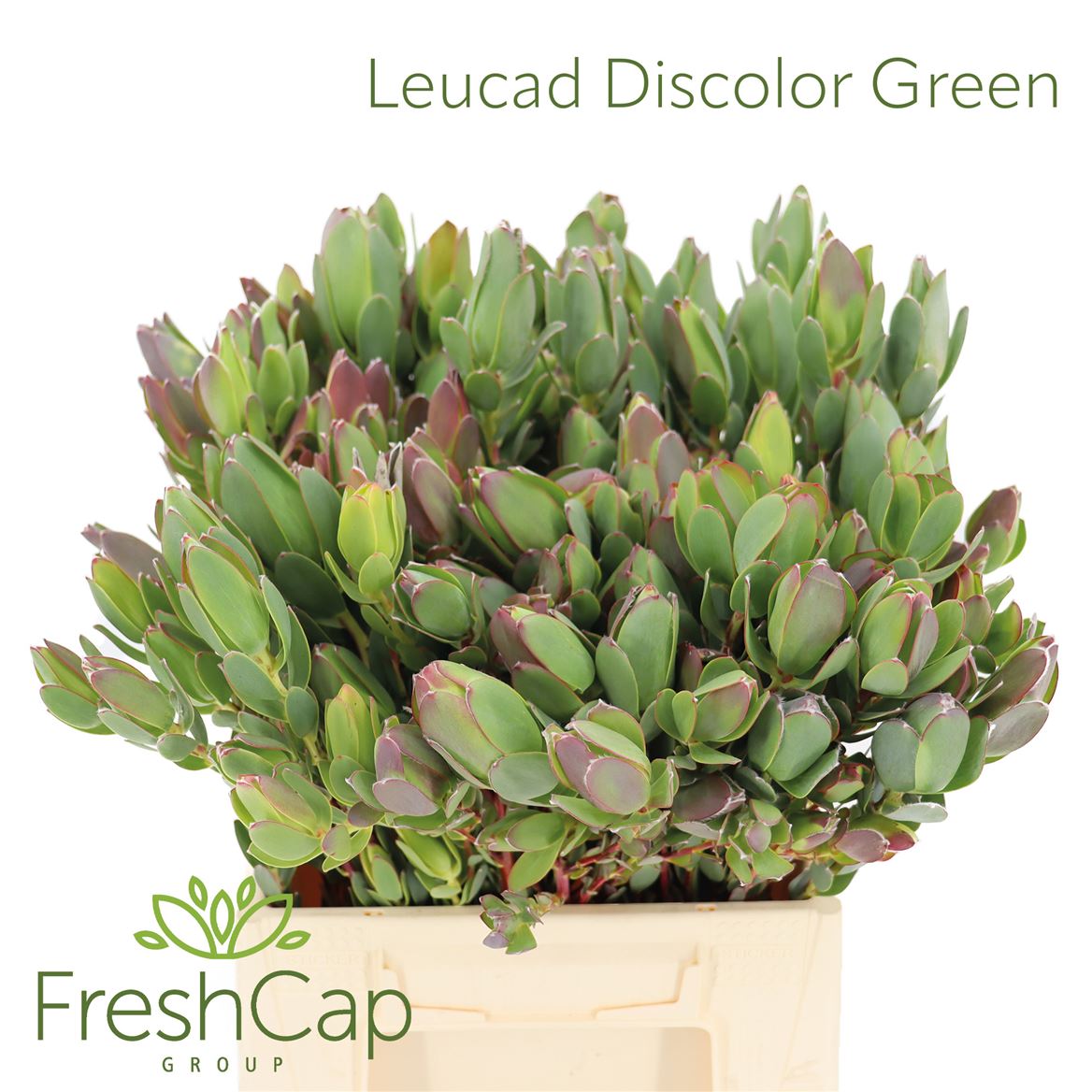 Leucadendron Discolor 40cm