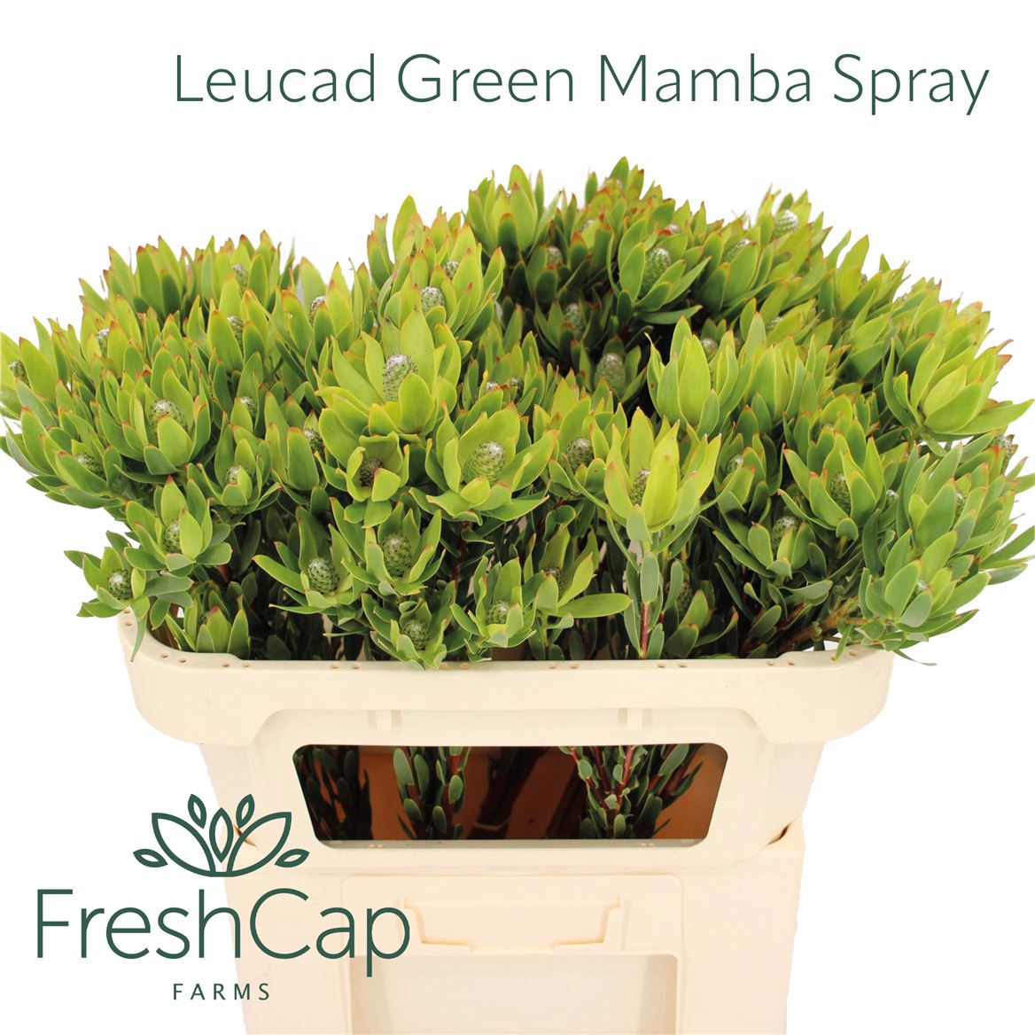 Leucadendron Discolor 60cm Spray