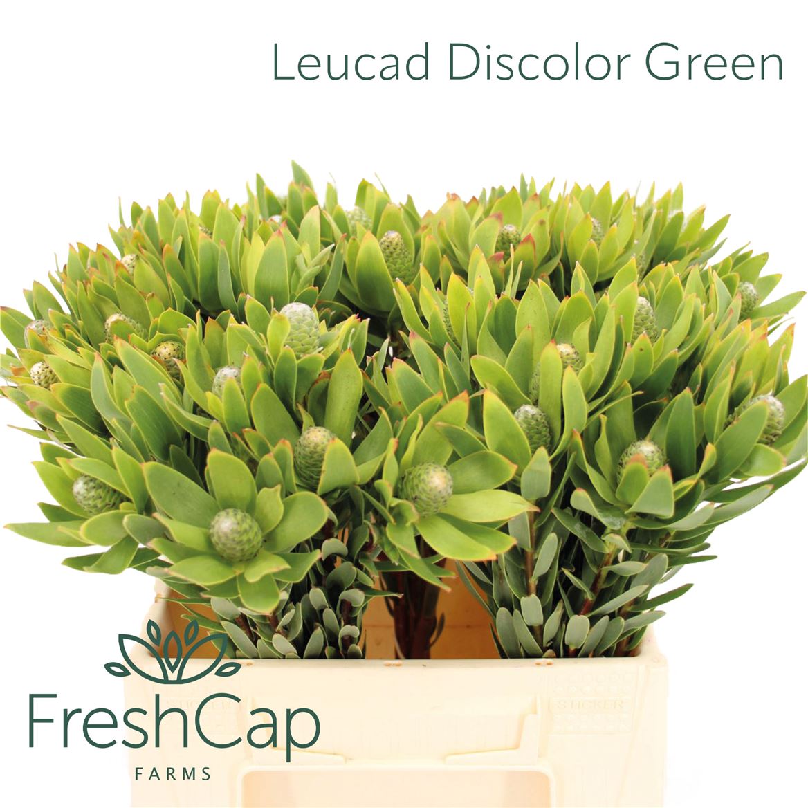 Leucadendron Discolor 40cm