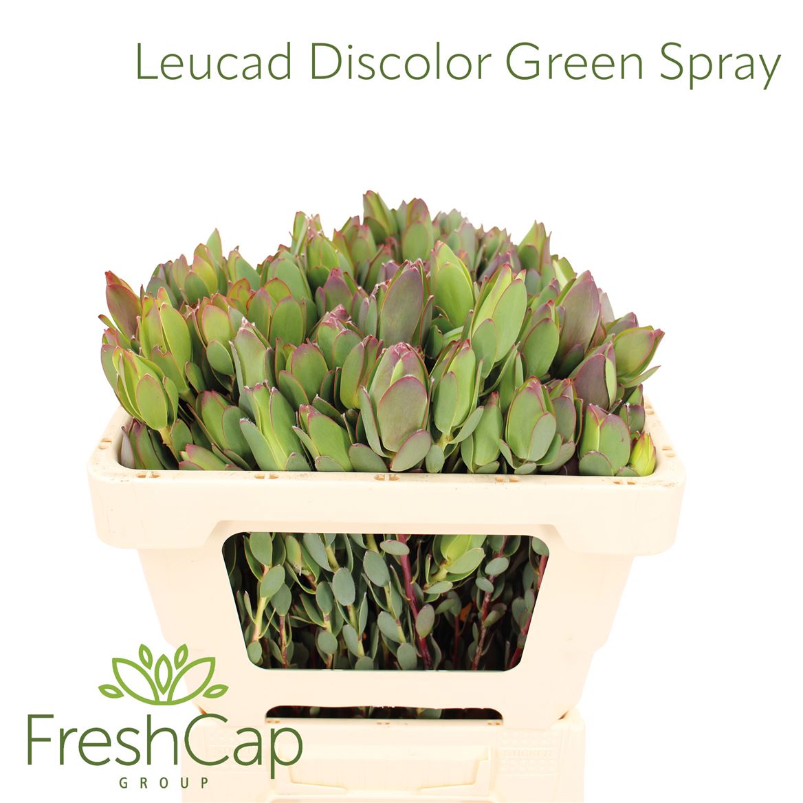 Leucadendron Discolor 50cm Spray