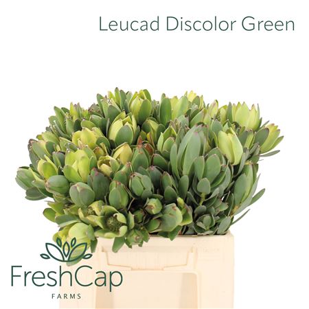 Leucad Discolor