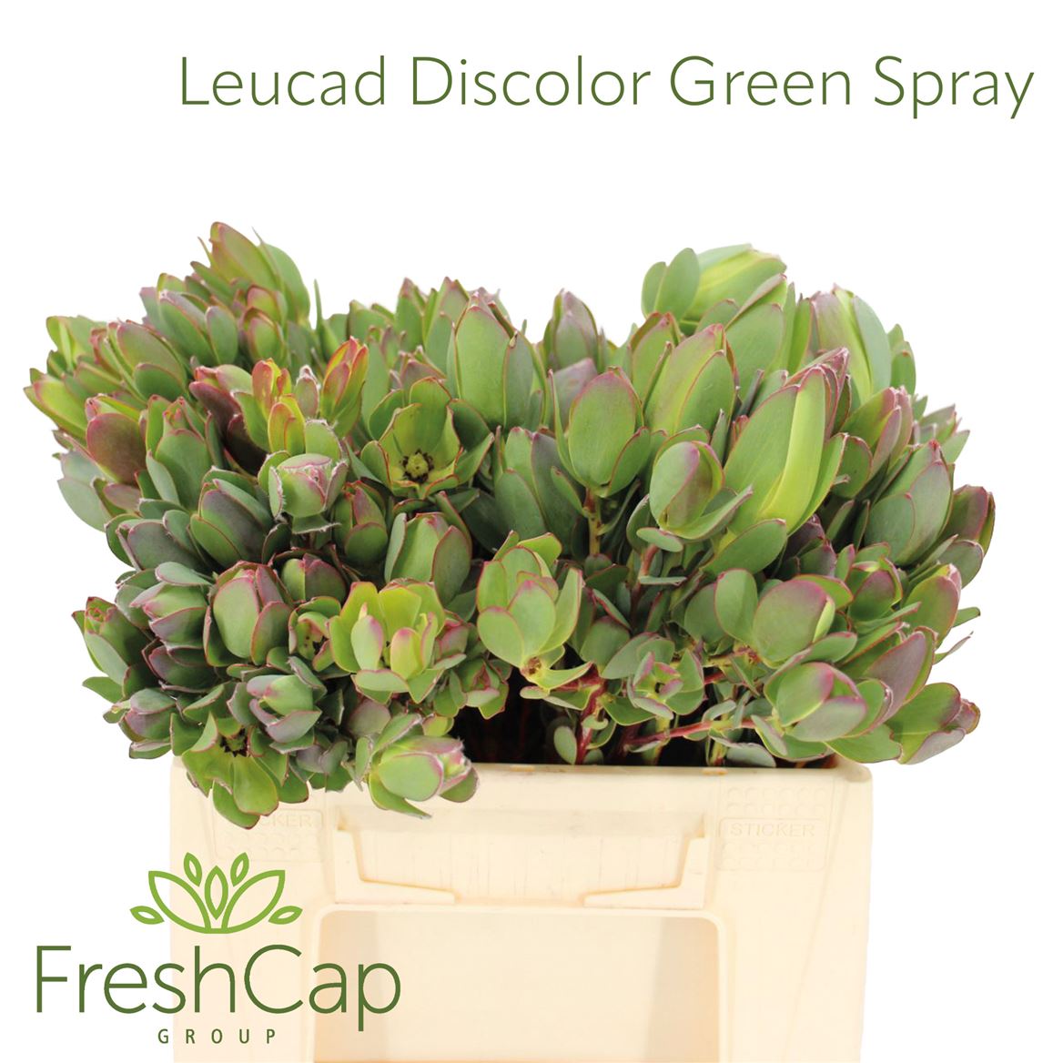 Leucadendron Discolor 40cm Spray