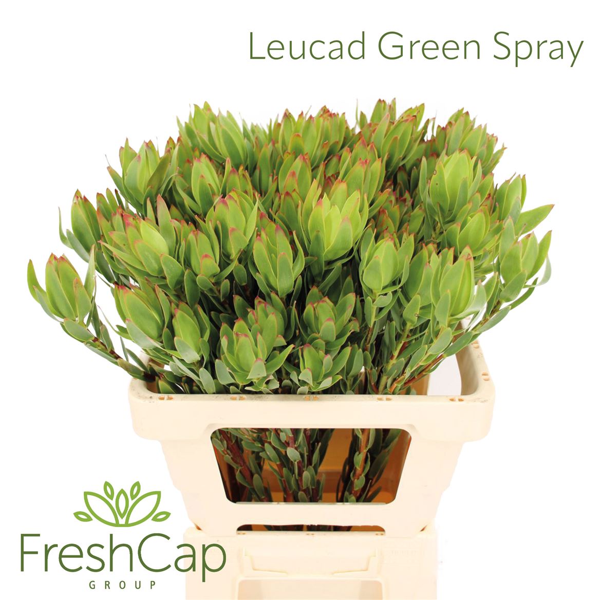 Leucadendron Discolor 60cm