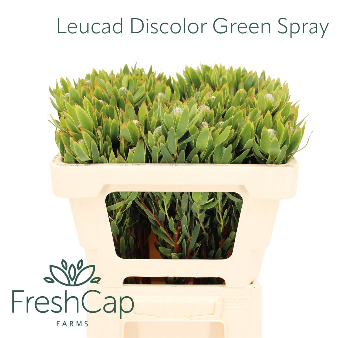 Leucadendron Discolor 50cm