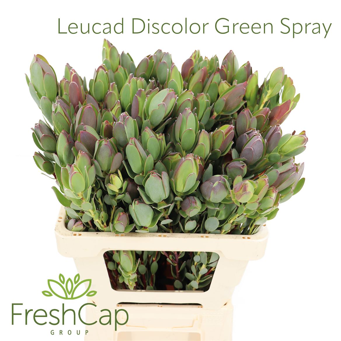 Leucadendron Discolor 70cm Spray
