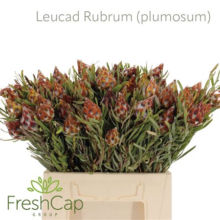 Leucad Rubrum