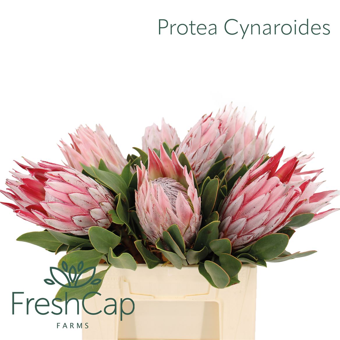 Protea Cynaroides 40cm