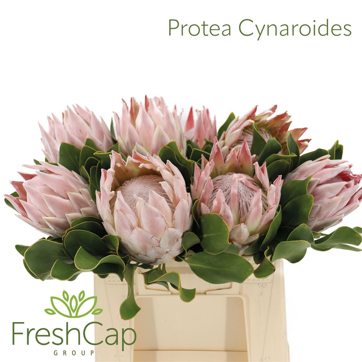 Protea Cynaroides 40cm
