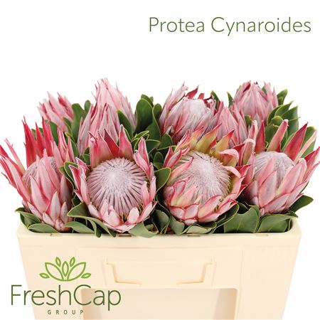 Protea Cynaroides