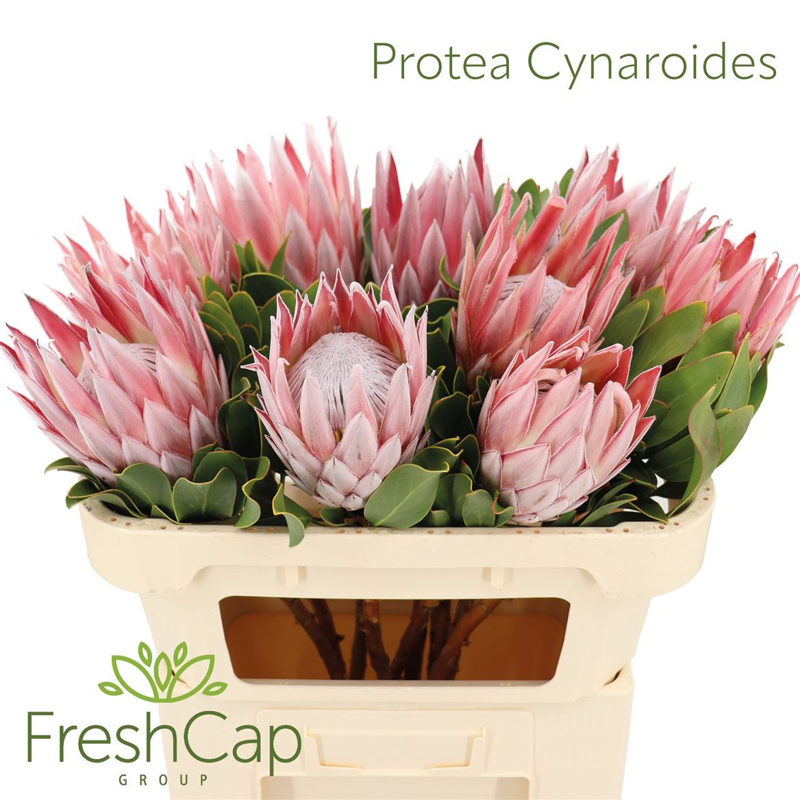 Protea Cynaroides 70cm