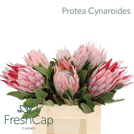 Protea Cynaroides