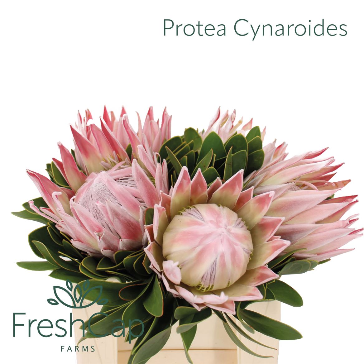 Protea Cynaroides 40cm