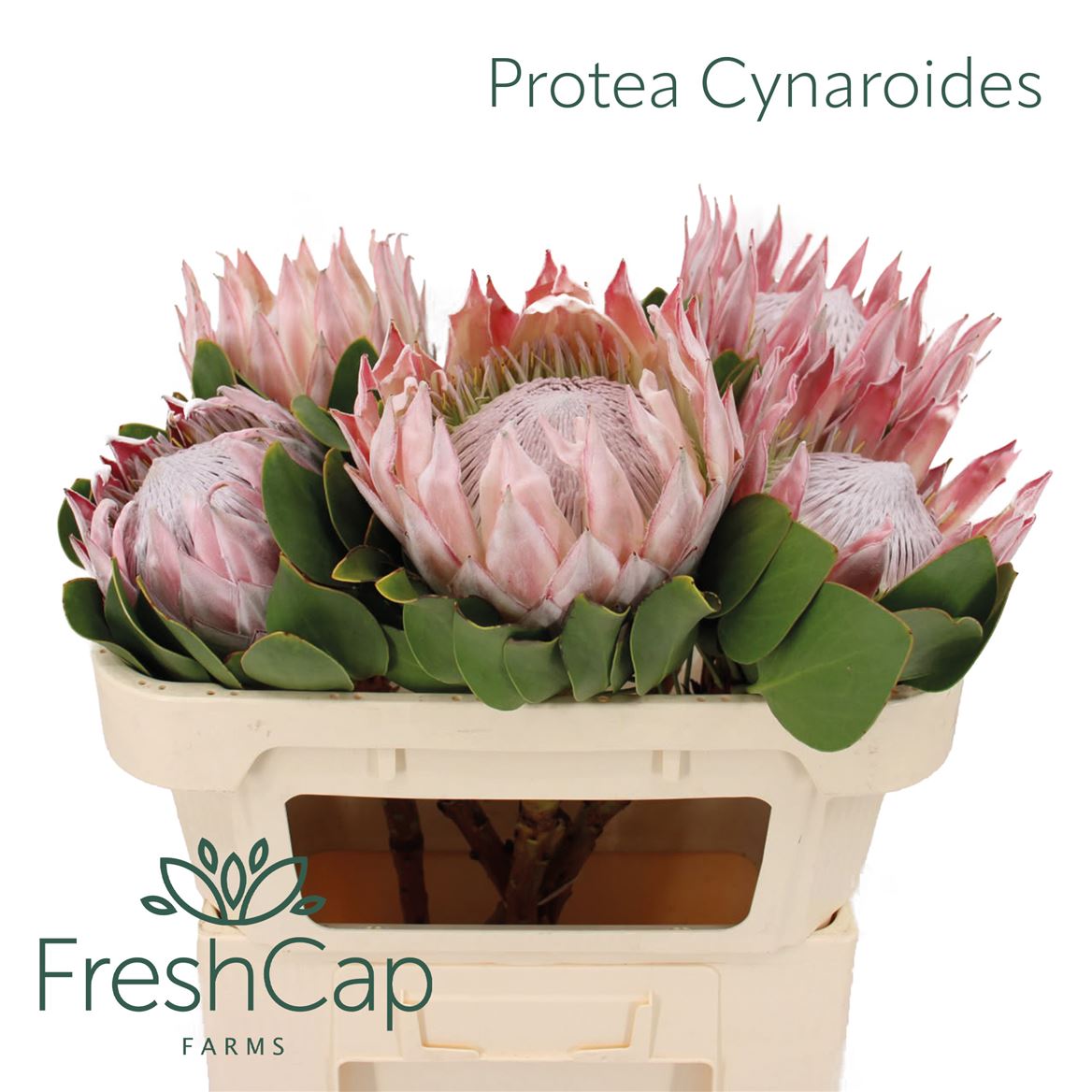 Protea Cynaroides 70cm