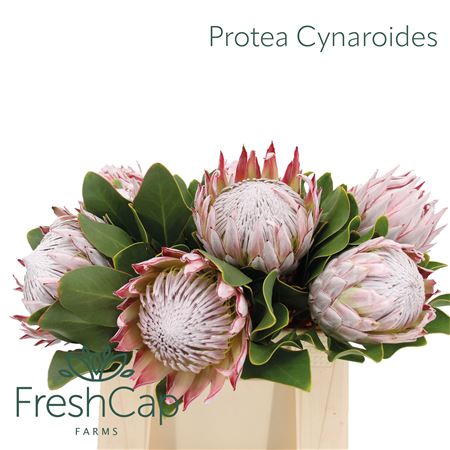 Protea Cynaroides