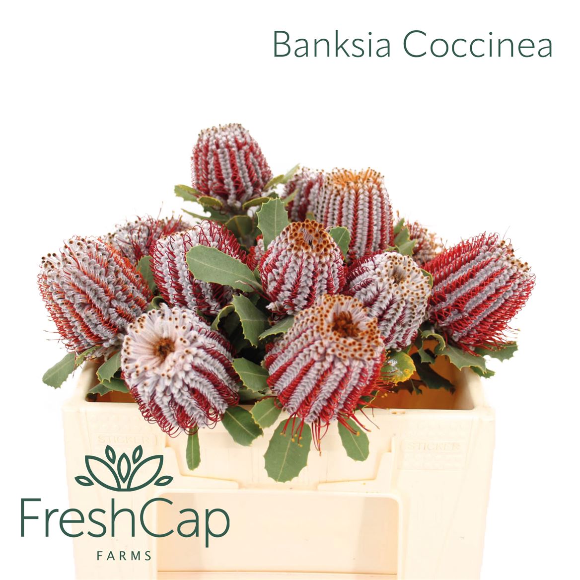Banksia Coccinea 35cm