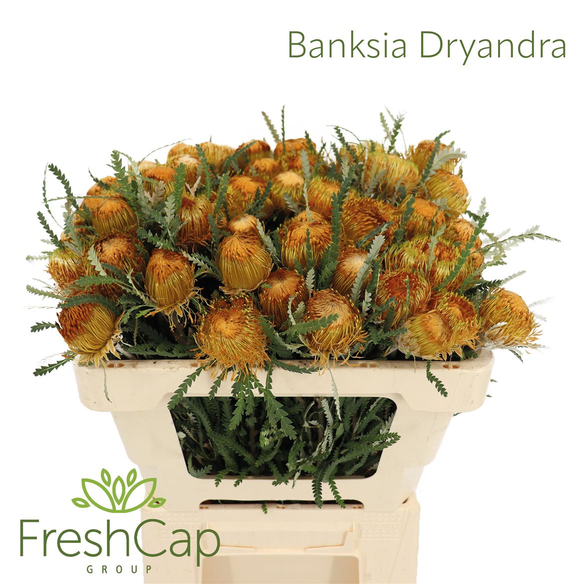 Banksia Formosa 50cm