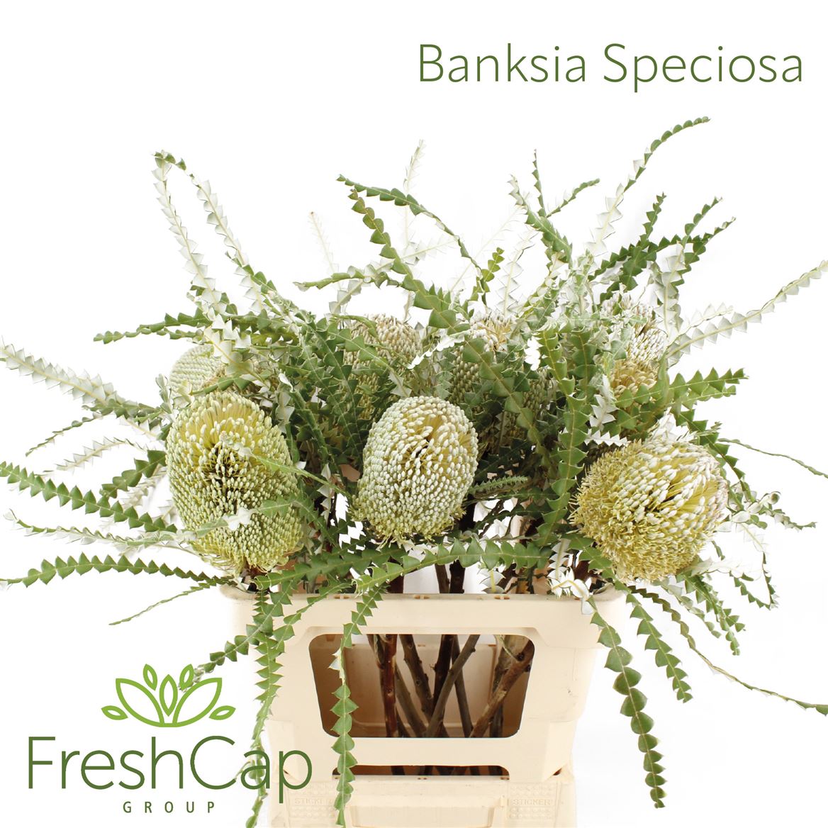 Banksia Speciosa 60cm