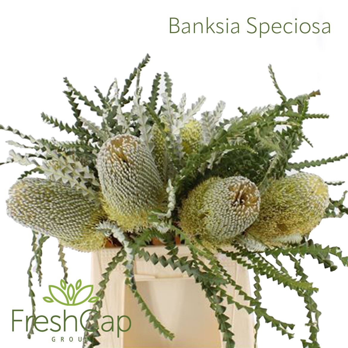 Banksia Speciosa 40cm