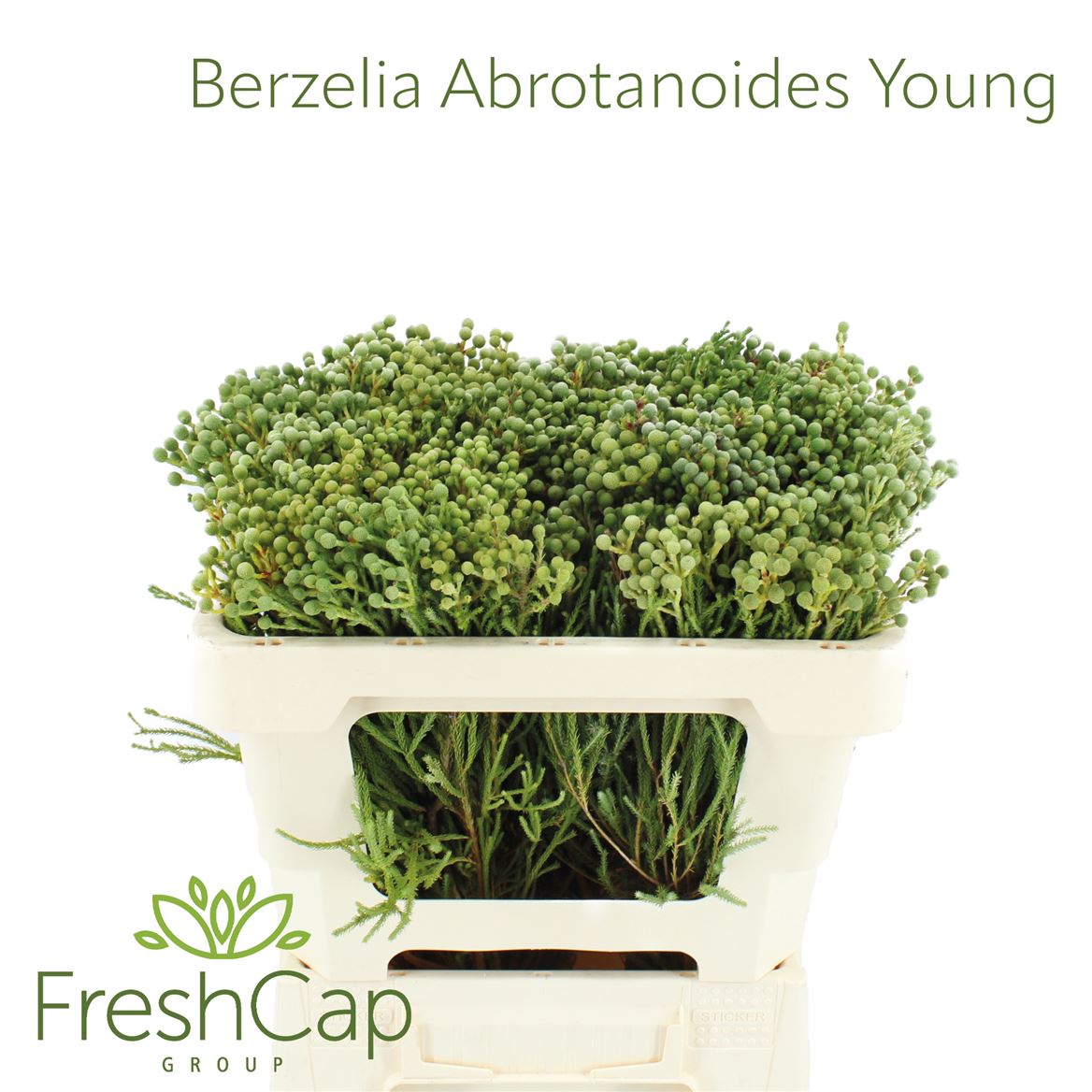 Berzelia Abrotanoides 50cm