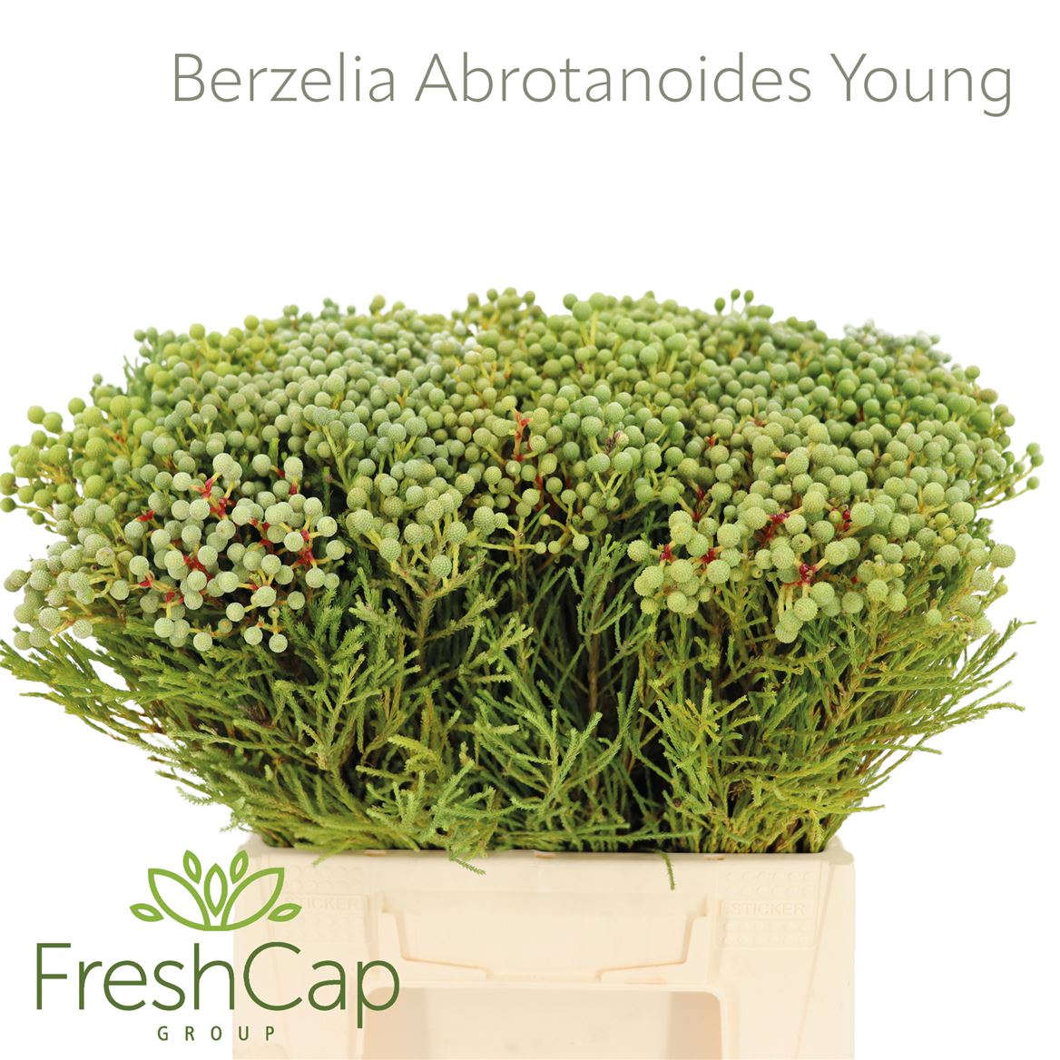 Berzelia Abrotanoides 40cm