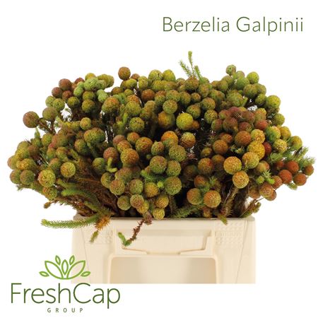 Berz Galpinii