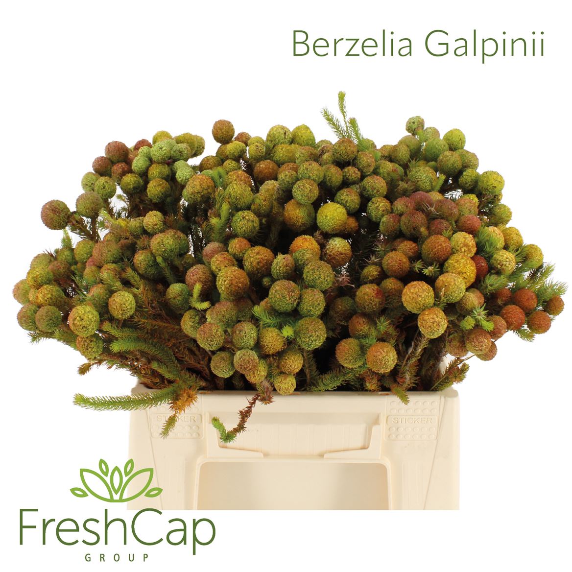 Berzelia Galpinii 40cm