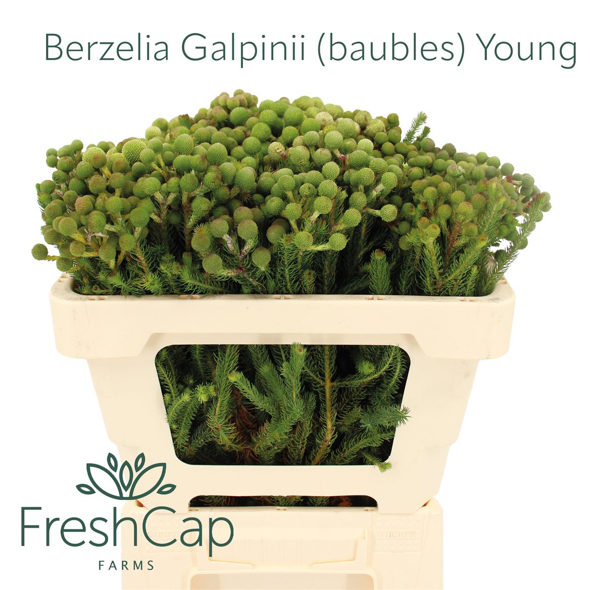 Berzelia Galpinii 50cm