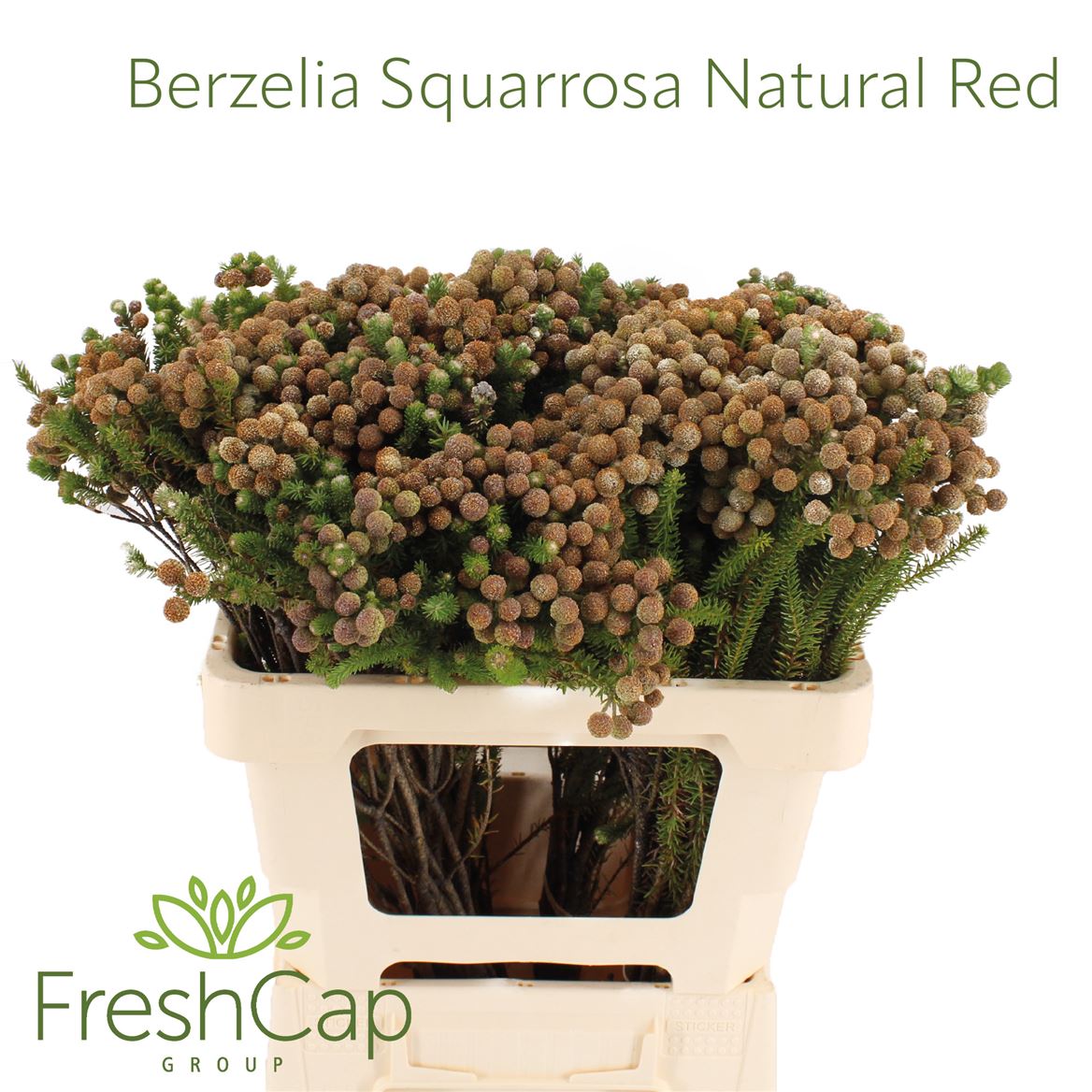Berzelia Squarrosa Bnch 50cm