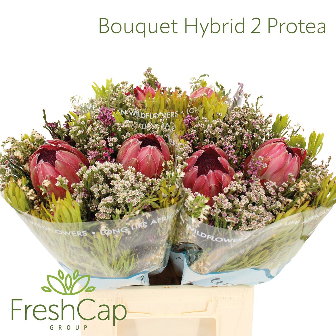 Cape Green Mixed In Bunch (BERZELIA) 40cm