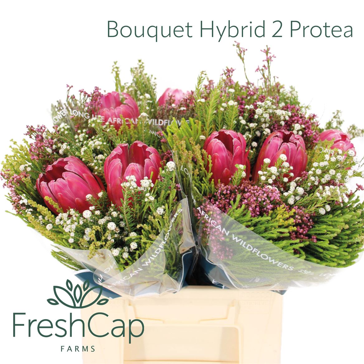 Cape Green Mixed In Bunch (BERZELIA) 40cm
