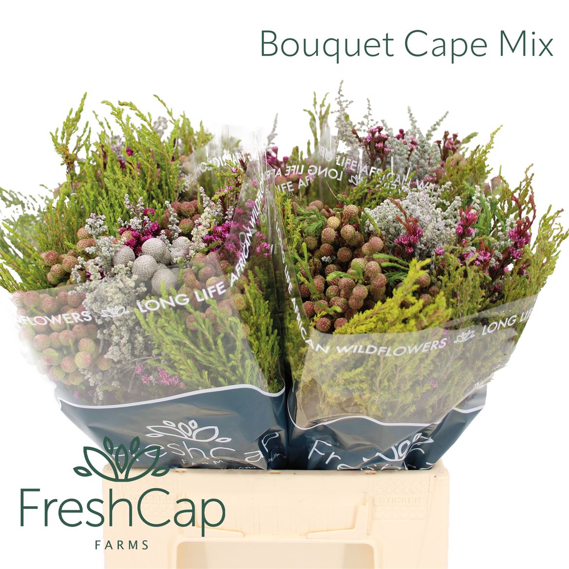 Cape Green Mixed In Bunch (BERZELIA) 40cm