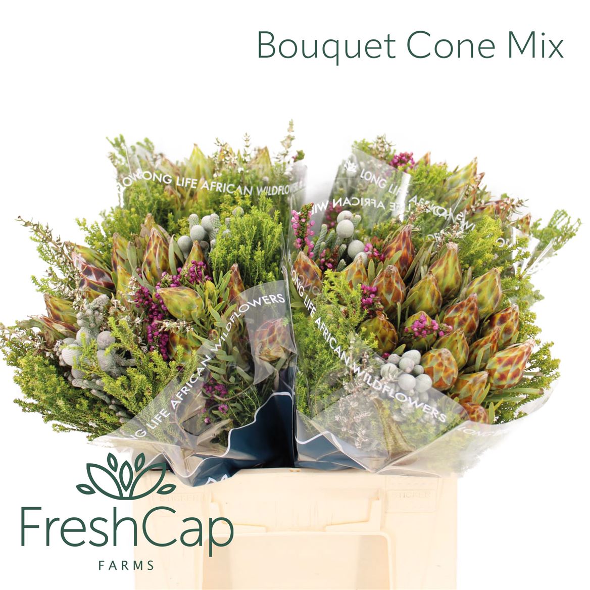 Cape Green Mixed In Bunch (BERZELIA) 40cm