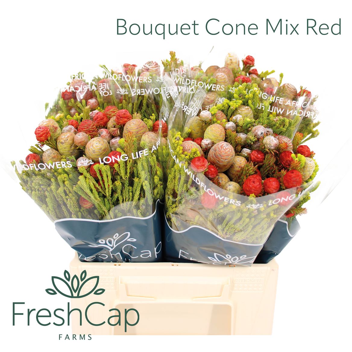 Brunia Cape Mix Bunch 40cm