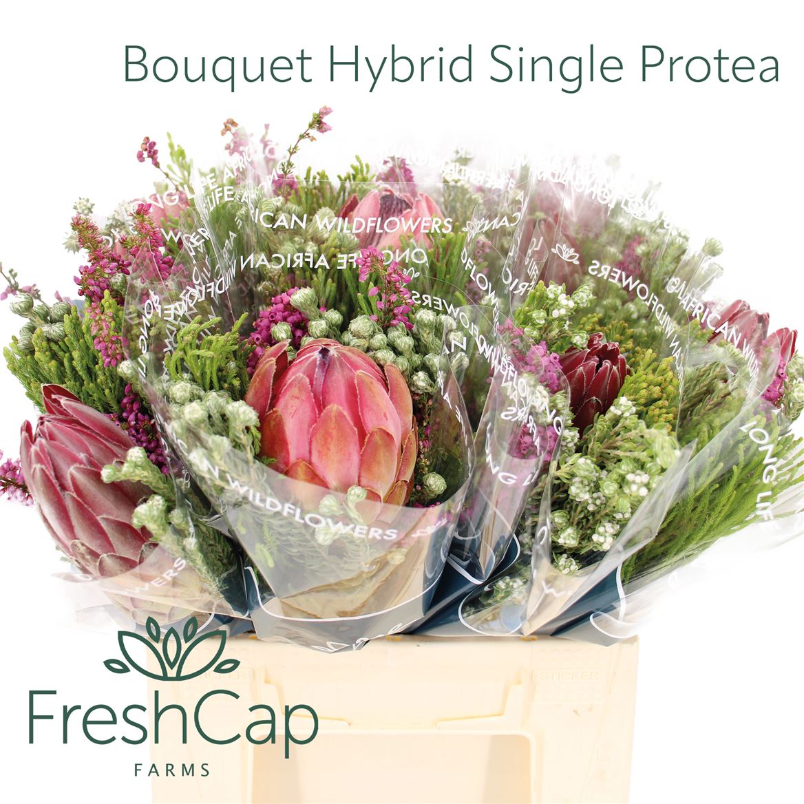 Bouquet Hybrid Protea Mix 40cm