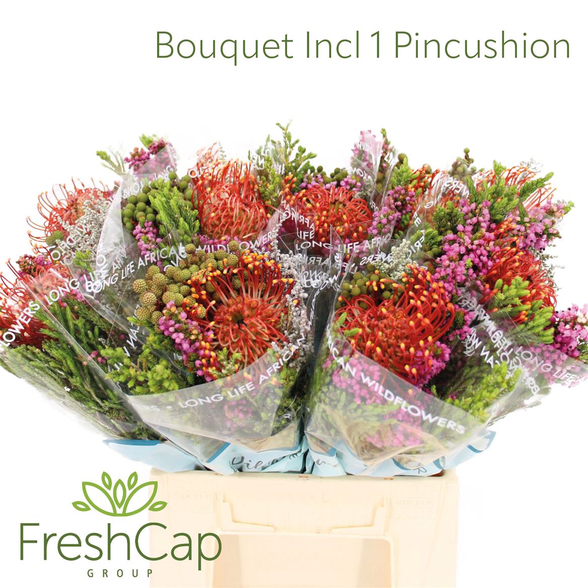 Cape Green Mixed In Bunch (BERZELIA) 50cm