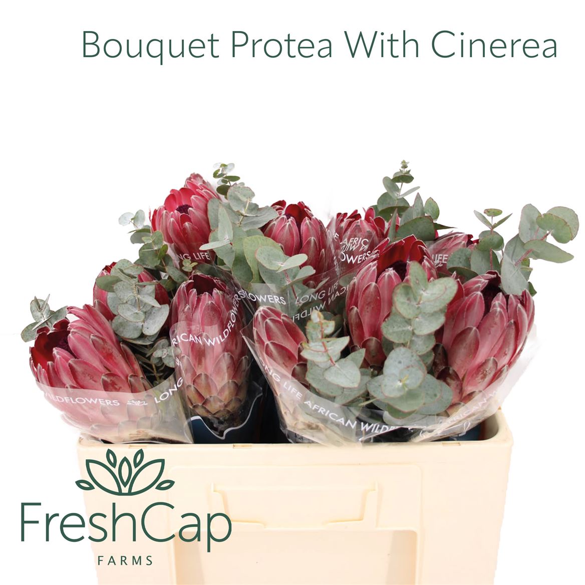 Brunia Cape Mix Bunch 50cm